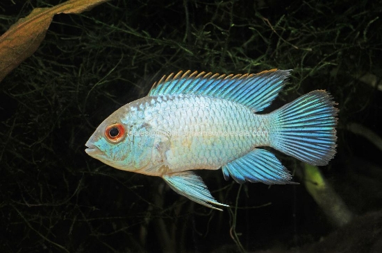 Picture of CICHLID: ACARA ELECTRIC BLUE REG (FL BRED)