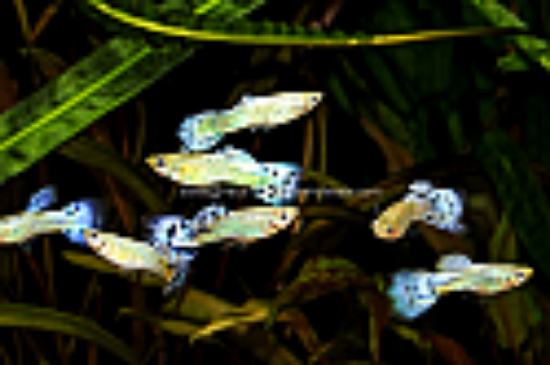 Picture of GUPPY: BLUE MOSAIC MALE