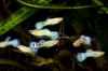 Picture of GUPPY: BLUE MOSAIC MALE