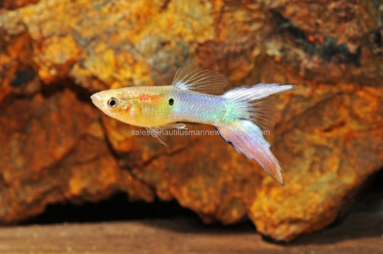 Picture of GUPPY: TURQUOISE L/T MALE