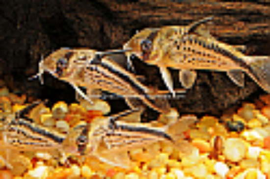 Picture of CORY: LOXOZONUS