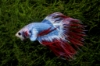 Picture of BETTA: CROWNTAIL FLAG MALE    