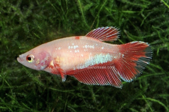 Picture of BETTA: HALFMOON FEMALE