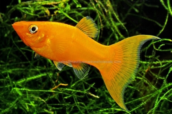 Picture of MOLLY: SPHENOPS GOLD L/T FW