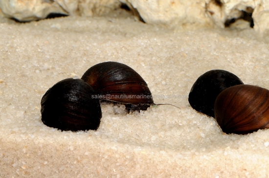 Picture of SNAIL: NERITE BLACK RACER