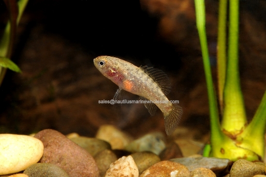 Picture of MISC: PYGMY SUNFISH