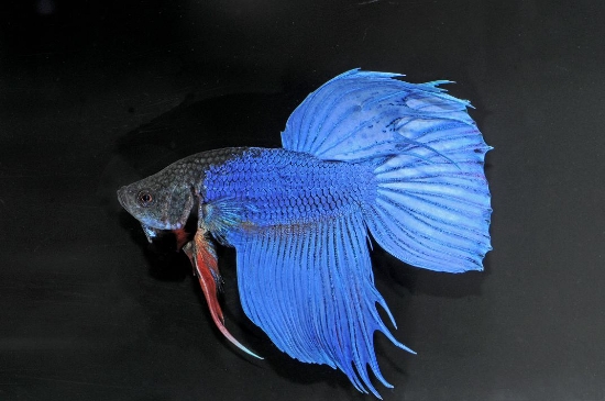 Picture of BETTA: MALE *ON SPECIAL*