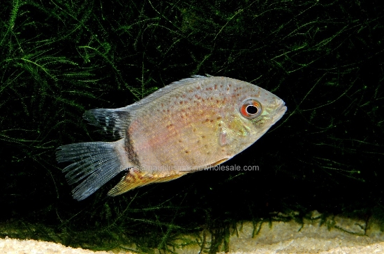 Picture of CICHLID: SEVERUM RED SPOT TURQ REG