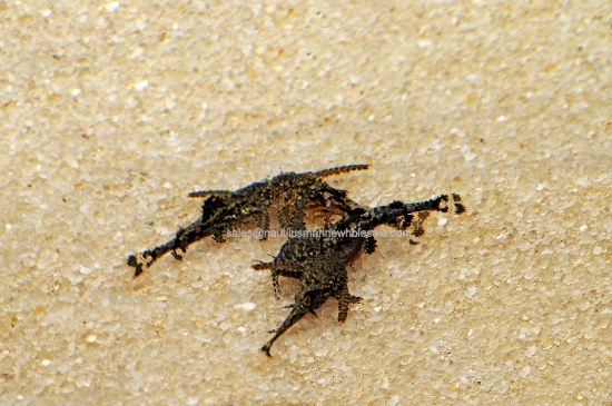 Picture of CAT: MOTH