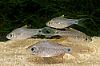 Picture of BARB: DRAPE FIN