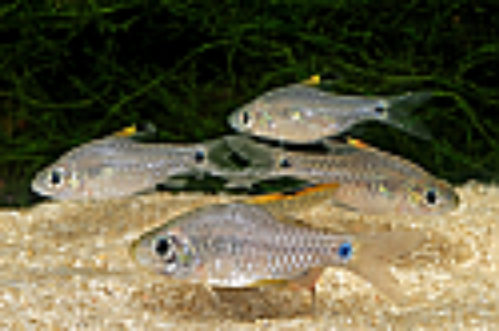 Picture of BARB: DRAPE FIN