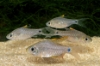 Picture of BARB: DRAPE FIN