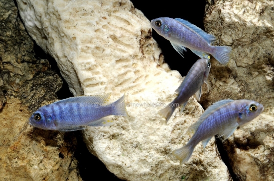 Picture of AFRICAN: MBUNA CY. AFRA HARA REG