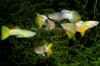 Picture of GUPPY: PINGU (BUMBLE BEE)