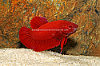 Picture of BETTA: RED PLAKAT MALE