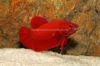Picture of BETTA: RED PLAKAT MALE