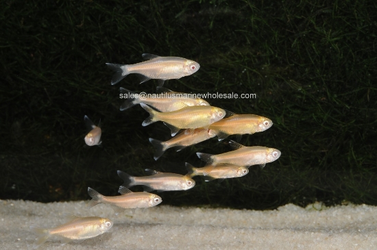 Picture of TETRA: SILVERTIP ALBINO