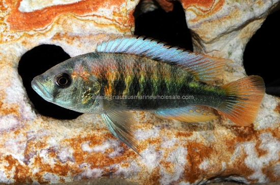 Picture of AFRICAN: HAP PUNDO. NYEREREI MAKOBE ISLAND MALE MD