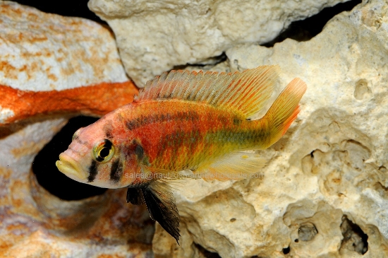 Picture of AFRICAN: HAP KYOGA FLAMEBACK MALE MD (VICTORIAN)
