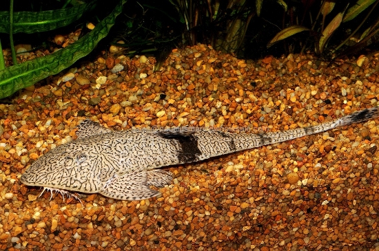 Picture of CAT: CHAMELEON WHIPTAIL