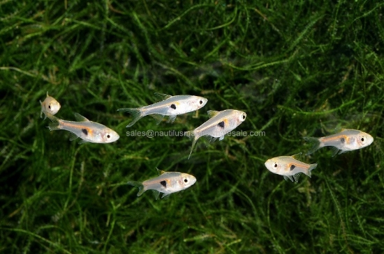 Picture of RASBORA: GLOLIGHT
