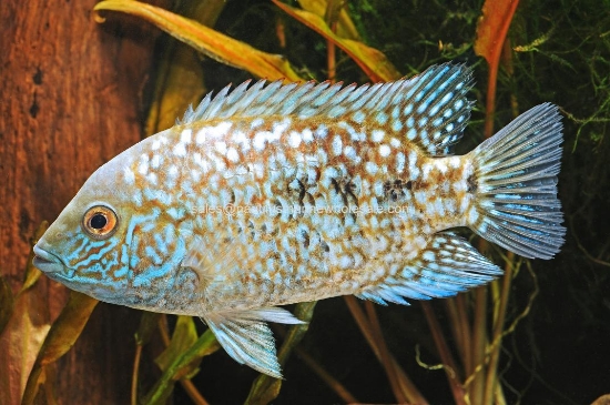 Picture of CICHLID: CARPINTIS ESCONDIDO (TRUE) MD