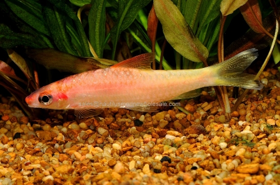 Picture of BARB: ROSELINE SHARK GOLD (DENISONII)