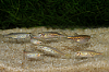 Picture of DANIO: TINWINI