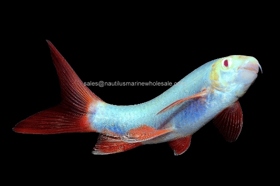 Picture of GLOFISH® : SHARK COSMIC BLUE®  