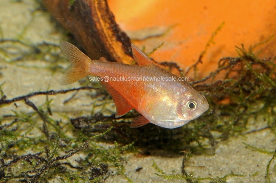 Picture of TETRA: VON RIO ORANGE *ON SPECIAL*