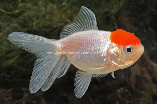 Picture of ORANDA: RED CAP 5-6cm