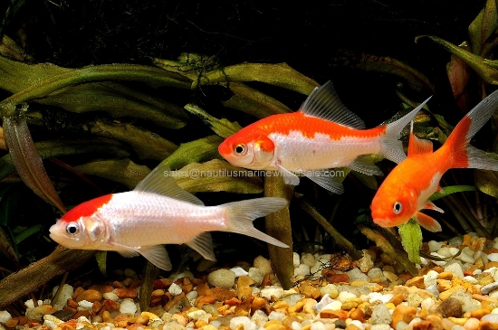 Picture of GOLDFISH: SARASSA COMET 2.5"