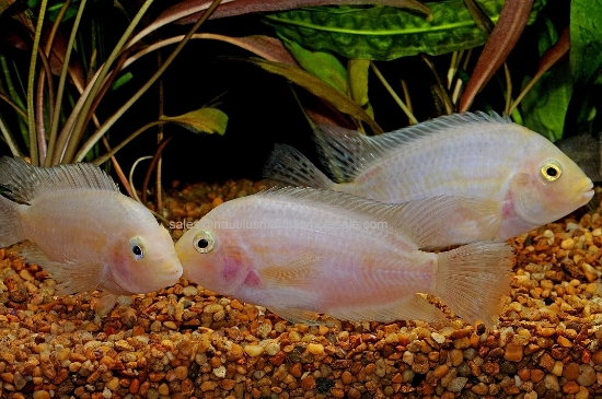 Picture of CICHLID: CONVICT PINK REG