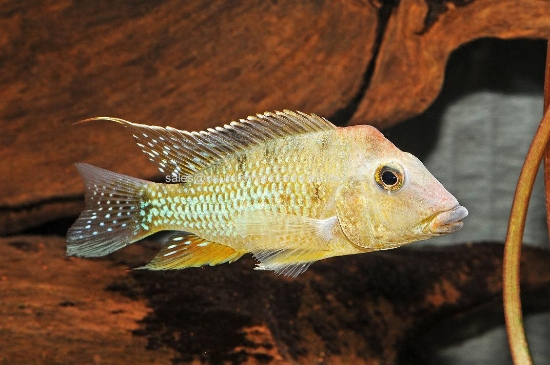 Picture of CICHLID: GEO. STEINDACHNERI MD