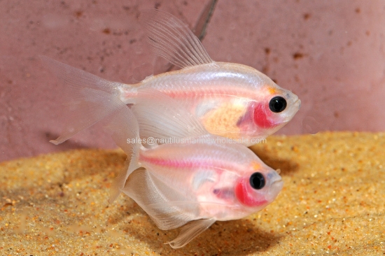 Picture of TETRA: BLUSHING WHITE L/F