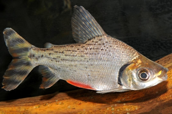 Picture of MISC: FLAGTAIL PROCHILODUS 4-4.5"