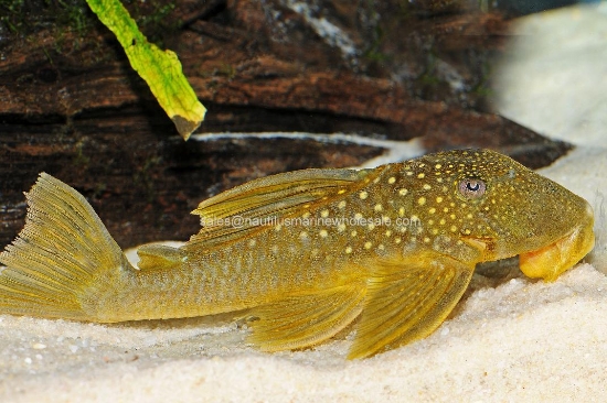 Picture of PLECO: YELLOW L-200 LG (GREEN PHANTOM)