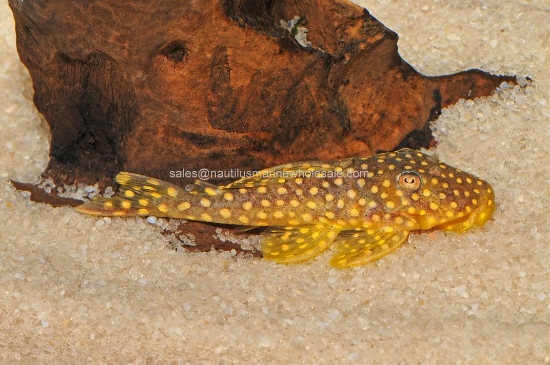 Picture of PLECO: GOLD NUGGET L-18 MD