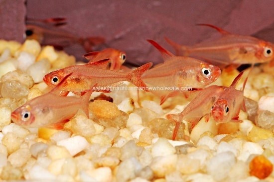 Picture of TETRA: RED PHANTOM