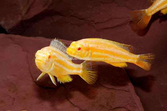 Picture of AFRICAN: MBUNA M. AURATUS ALBINO REG