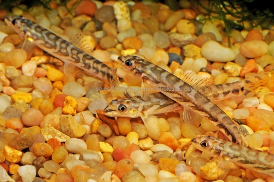 Picture of LOACH: ZODIAC 