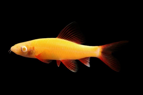 Picture of GLOFISH® : SHARK SUNBURST ORANGE®