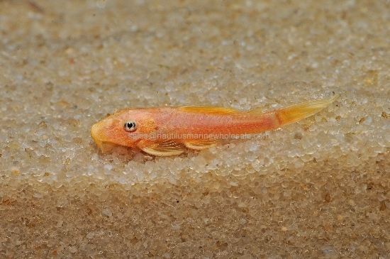 Picture of PLECO: BUSHYNOSE LEMON BLUE EYE 1-1.5"