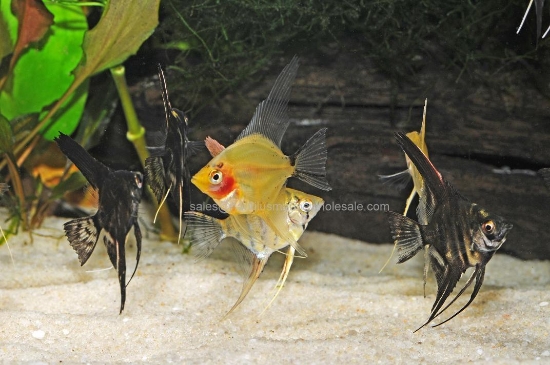 Picture of ANGEL: FANCY MIX REG *EDLP SPECIAL* *LIMITED AVAILABILITY LATELY*