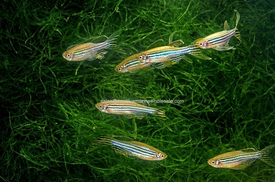 Picture of DANIO: ZEBRA LONG FIN