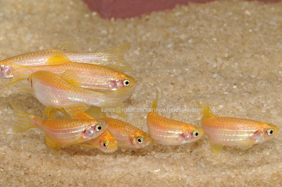 Picture of DANIO: ZEBRA GOLD