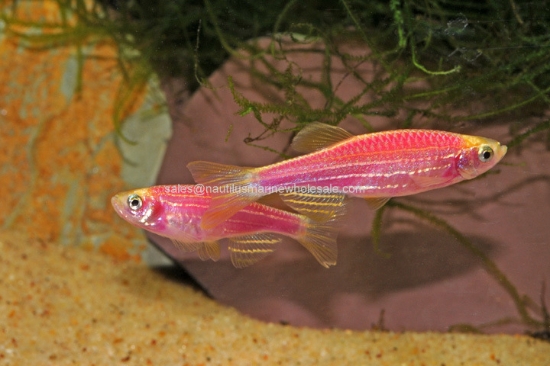 Picture of GLOFISH® : DANIO GALACTIC PURPLE® 