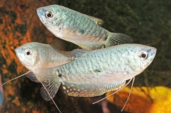 Picture of GOURAMI: BLUE REG