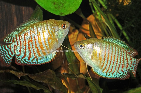 Picture of GOURAMI: DWARF ALL MALE