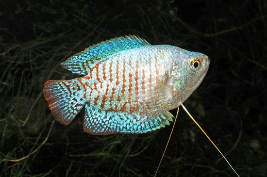 Picture of GOURAMI: NEON RED & BLUE MALE